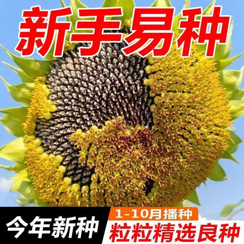 一举夺魁向日葵种子观赏矮生盆栽四季播种开花庭院食用葵花种籽孑