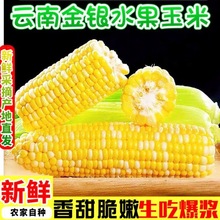 减肥主食粗粮适合减脂期的食物糖人专用代餐无添加蔗糖现摘云南金银水果玉米新鲜甜玉米嫩玉米新鲜玉米生吃爆浆休闲早餐轻食健身餐