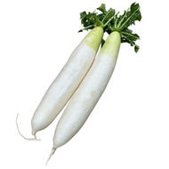 云南农家自种新鲜白萝卜