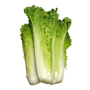 云南高山青麻叶白菜新鲜蔬菜核桃纹白菜青口白菜绿叶菜顺丰包邮