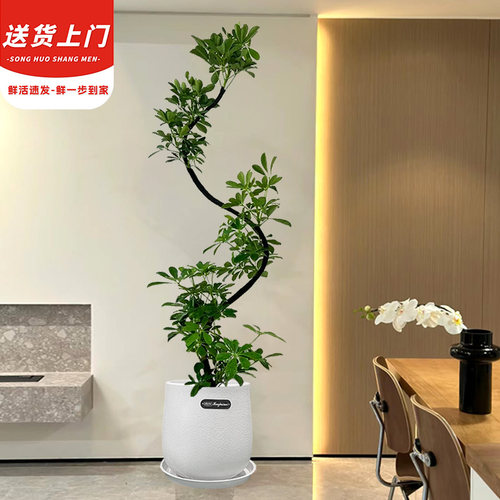 S型鸭脚木【招财进宝】客厅绿植