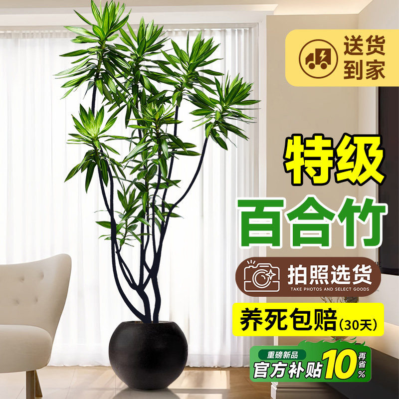 百合竹客厅绿植盆栽高端造型老桩高级感室内旺宅落地大型真花植物,鲜花速递/花卉仿真/绿植园艺,大型绿植/成品组合盆栽,淘宝优惠券,粉丝福利购,淘宝优惠卷