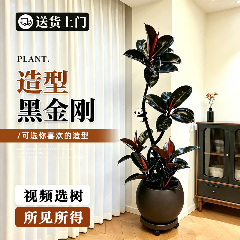 黑金刚橡皮树客厅盆栽四季好养活图片