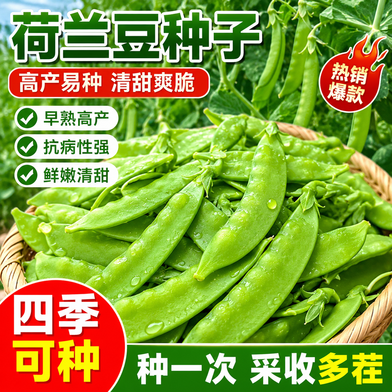 软荚荷兰豆种子春季开花秋季播种耐高温抗病高产易种植蔬菜种子