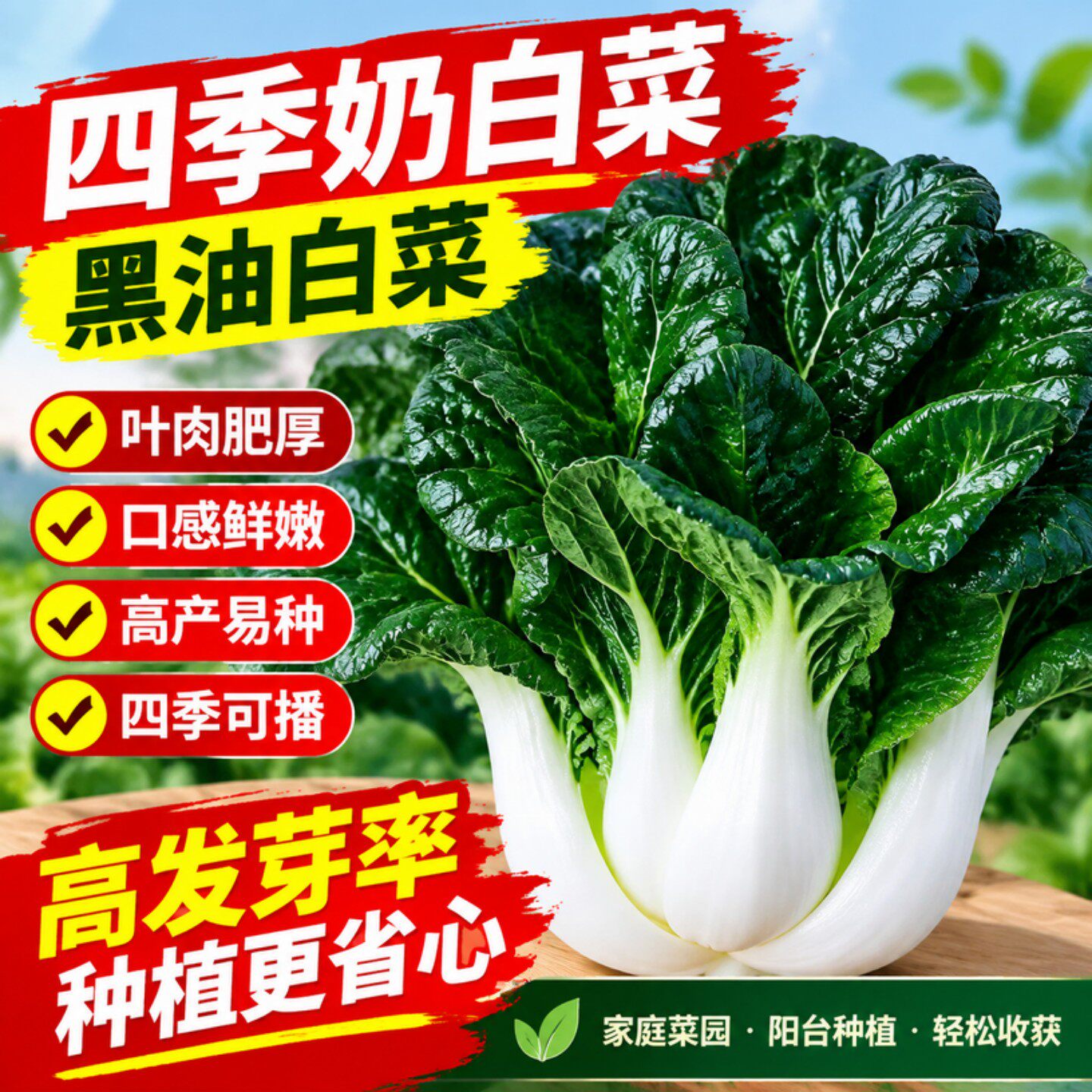 四季种植黑油白菜种子高钙脆甜