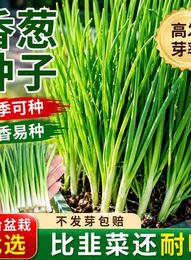 四季小香葱种子庭院阳台盆栽小葱种籽蔬菜种子四季播易种农家菜园