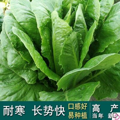 耐寒孔雀菜种子罗马菜种