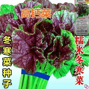 糯米冬寒菜种子高钙儿童补钙菜易种盆栽四季播种东苋菜马蹄儿菜种