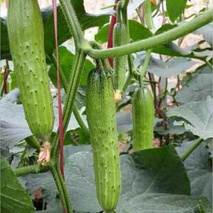 本地王老品种黄瓜种子杂交黄瓜种当季播种春秋季大全绿心黄瓜新种