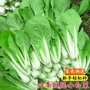 蔬菜種籽 奶油小白菜種子耐熱速生快菜種子早熟小青菜陽臺盆栽四季