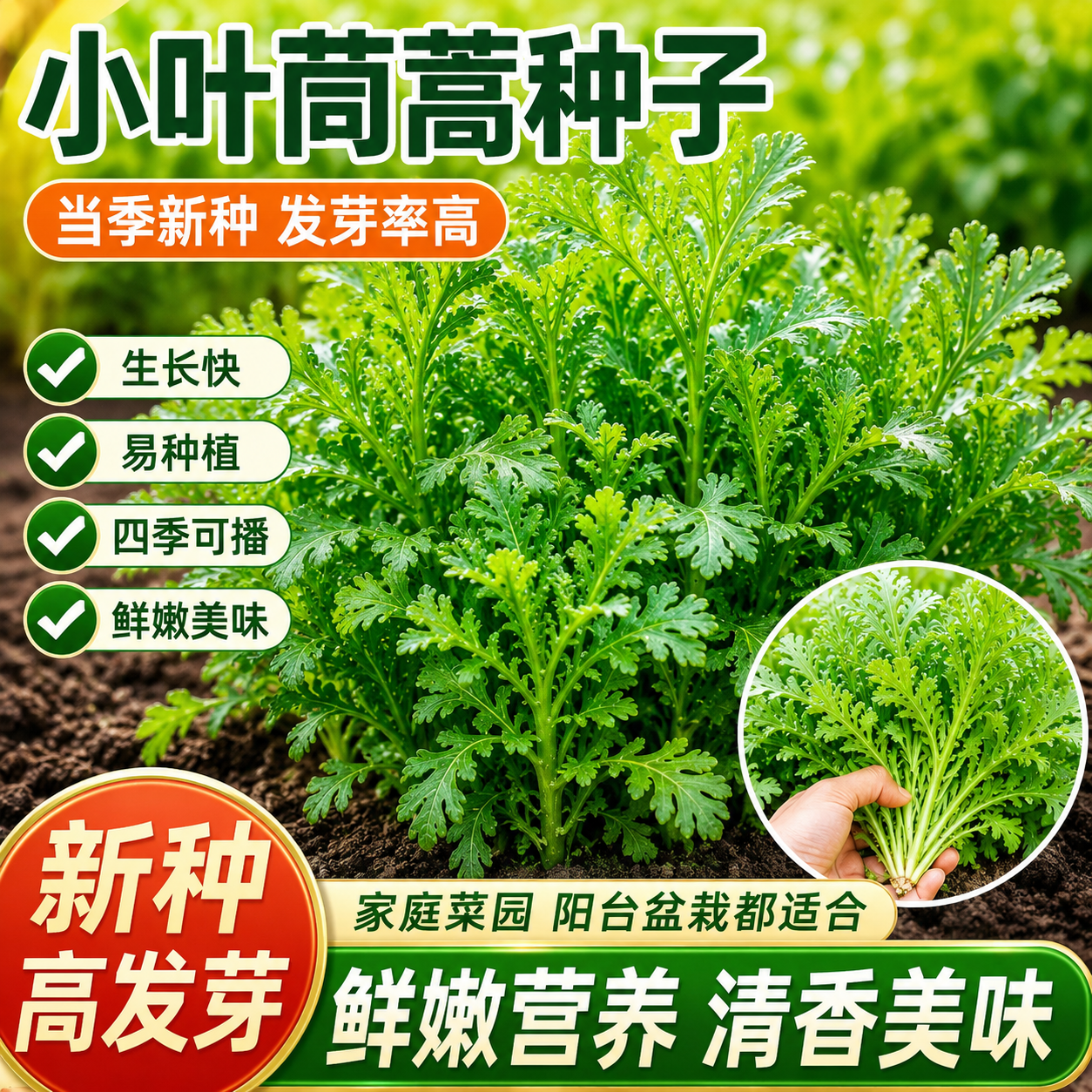 小叶茼蒿种子皇帝菜籽速生耐寒鲜嫩茼蒿种籽四季耐热秋播蔬菜种子