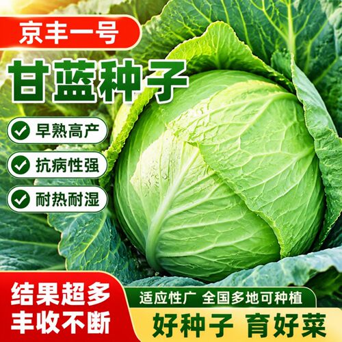 京丰一号高产秋播阳台甘蓝种子
