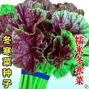 原装糯米冬寒菜种子易种高钙特色青菜阳台盆栽春秋四季蔬菜种籽子