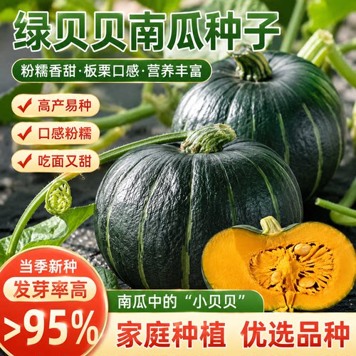 迷你贝贝南瓜种子高产板栗味春秋四季绿贝贝小南瓜种籽蔬菜种籽孑