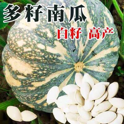 多籽南瓜种子种籽专门产籽