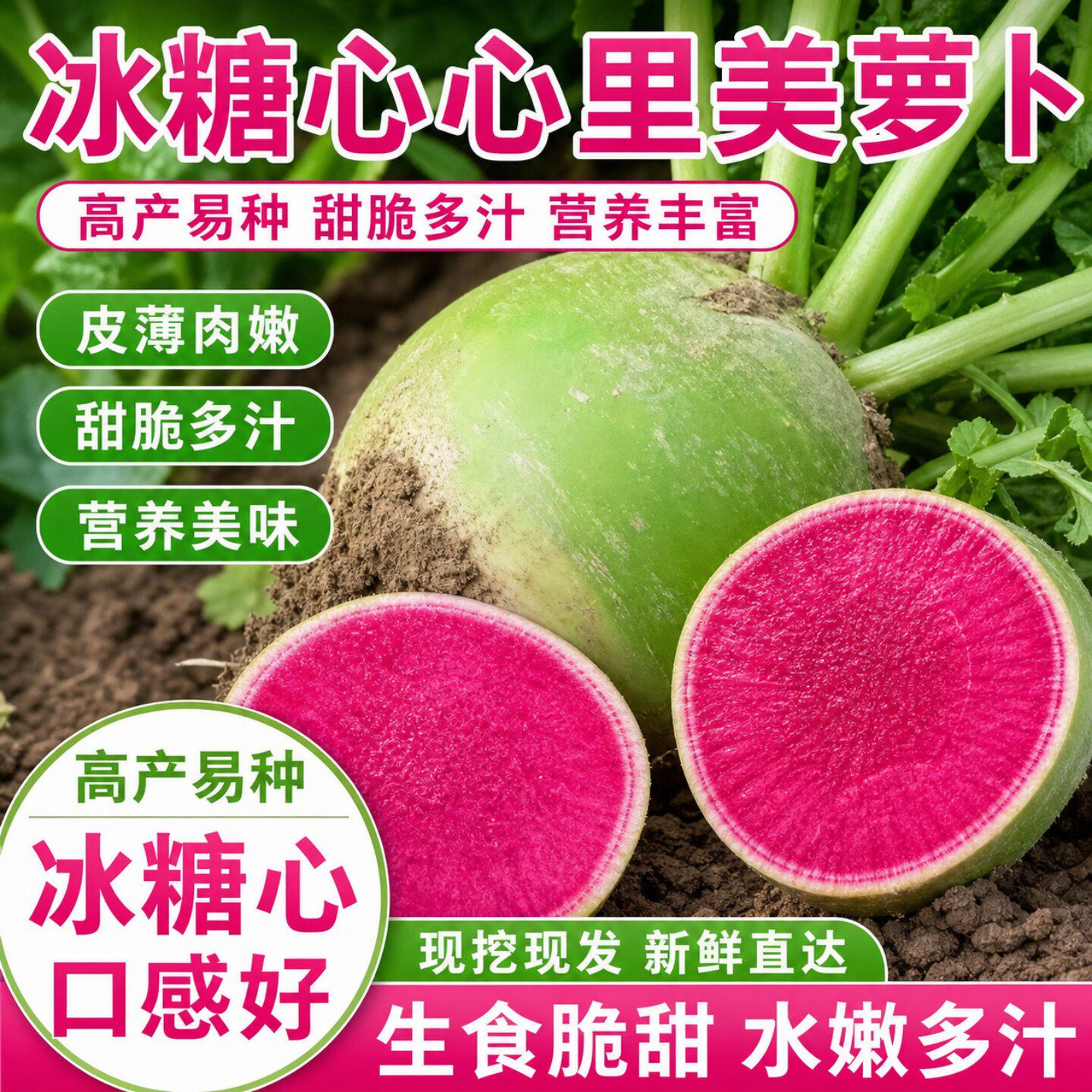 冰糖心里美西瓜萝卜种子四季播