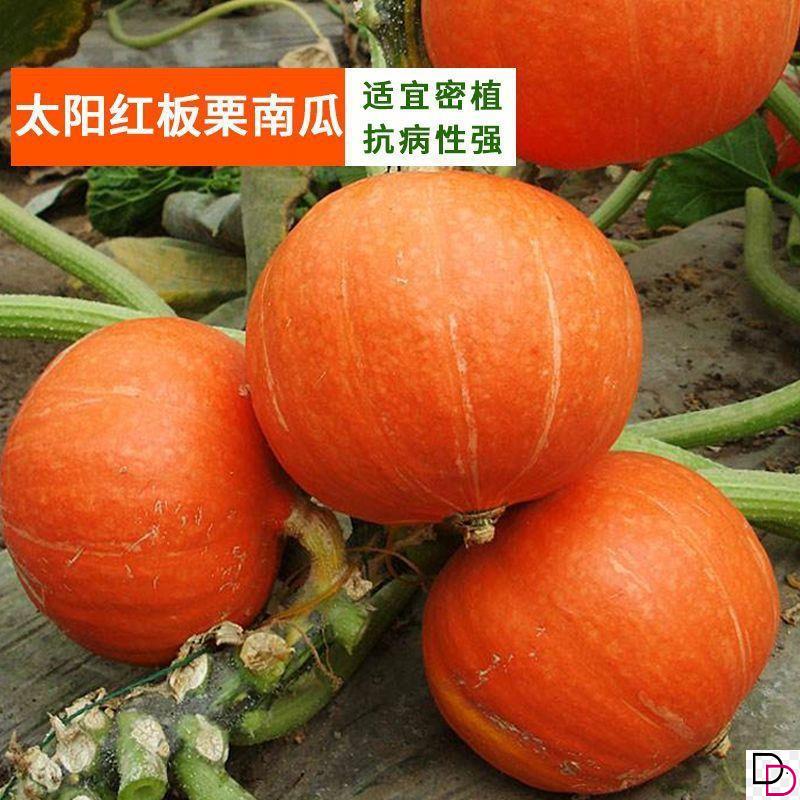 太阳红板栗南瓜种子香甜