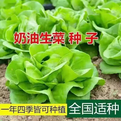 精选奶油生菜种子可生吃阳台盆栽春秋四季蔬菜种籽农家玻璃生菜种