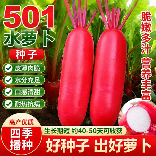 老不糠501水萝卜种子易种植抗寒