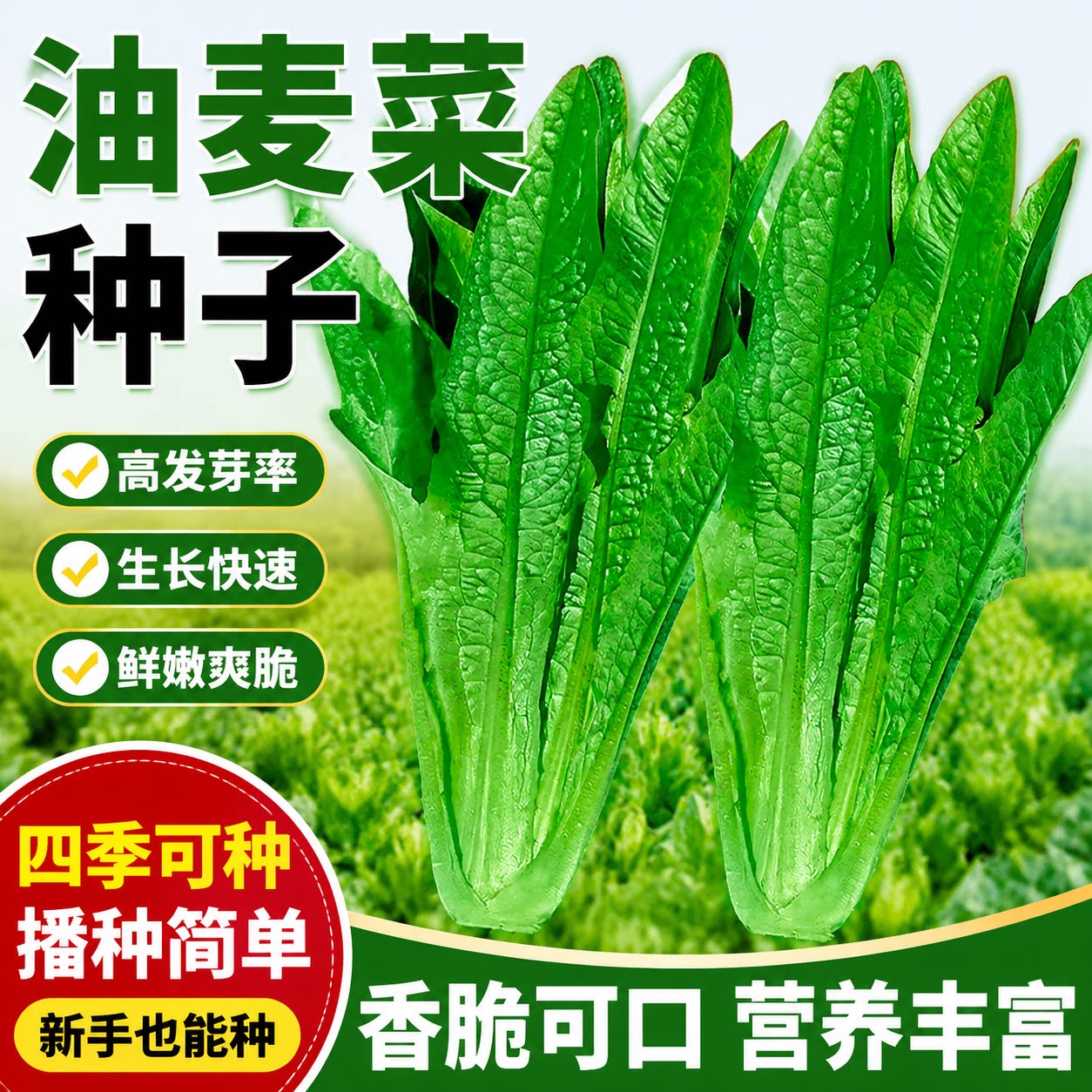 油麦菜种子四季播青菜种籽仔阳台菜籽盆栽籽种蔬菜孑冬季菜种大全