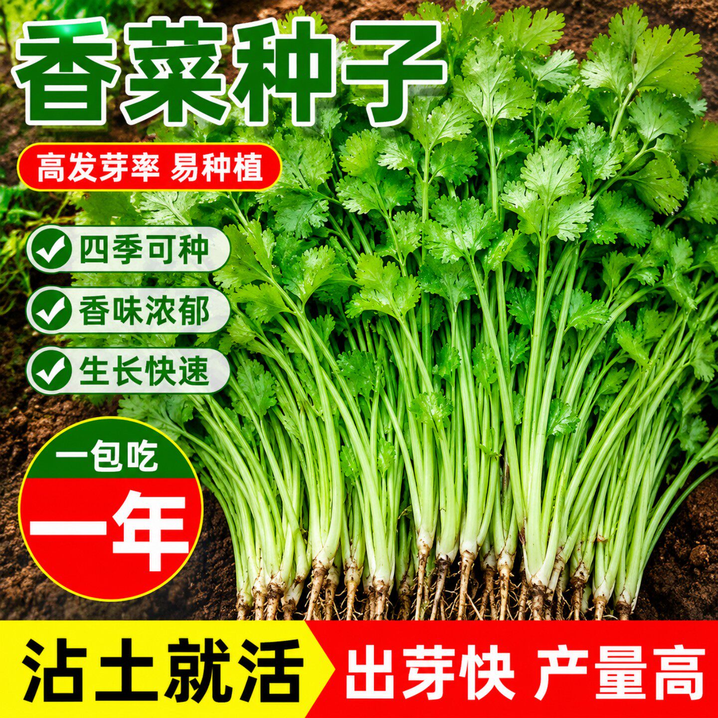 可越冬耐寒大叶香菜芫荽种子速生
