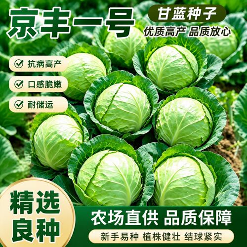 京丰一号中熟特大包心甘蓝种子