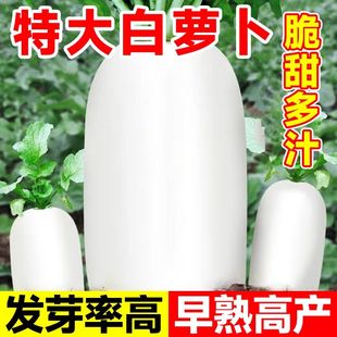 播種蔬菜籽種庭院大田種植長白蘿卜孑 九斤王白蘿卜種子春秋冬四季