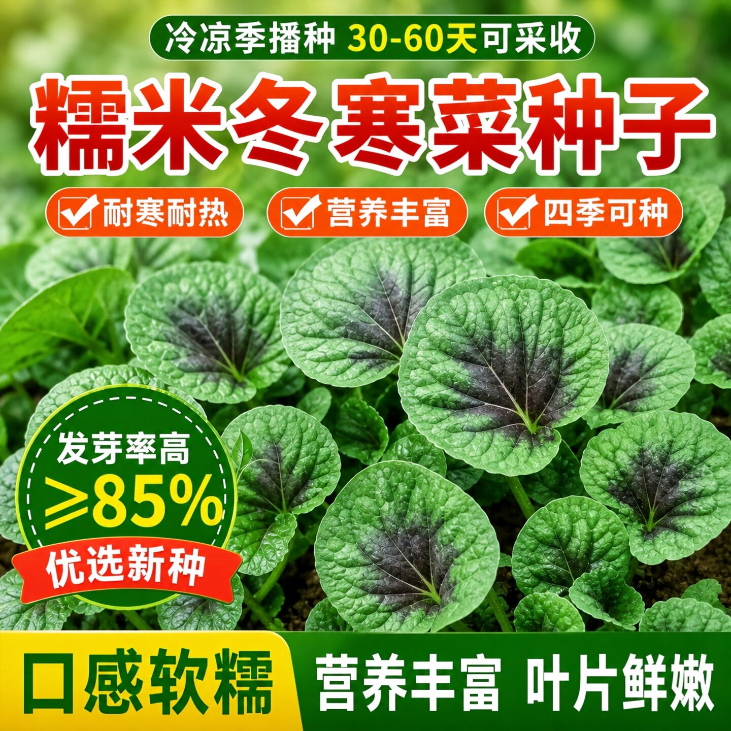 糯米冬寒菜种子四季阳台盆栽速生