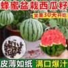 主图