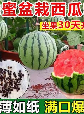 蜂蜜小西瓜种子红玉无籽小西瓜种籽四季种植阳台庭院盆栽薄皮西瓜
