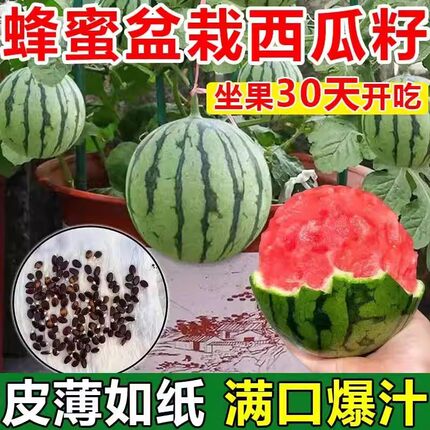 蜂蜜小西瓜种子红玉无籽小西瓜种籽四季种植阳台庭院盆栽薄皮西瓜