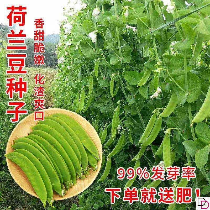 软荚荷兰豆种子春夏秋四