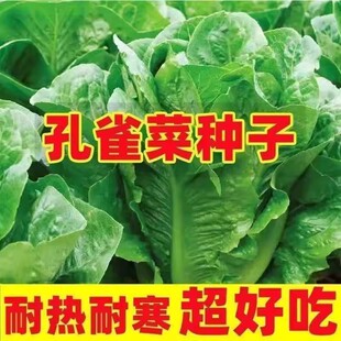 正宗孔雀菜不生虫不打药生吃脆甜高营养直立生菜四季播沙拉菜蔬菜