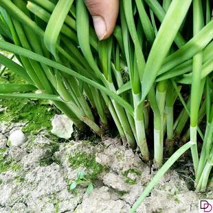 韭菜种子791大小叶香韭菜籽四季播蔬菜籽种白根易种庭院阳台种孑