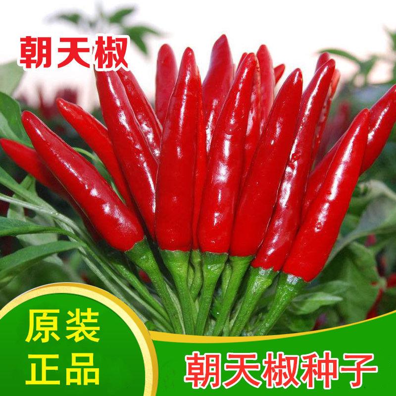 原厂包装辣椒种子四季朝