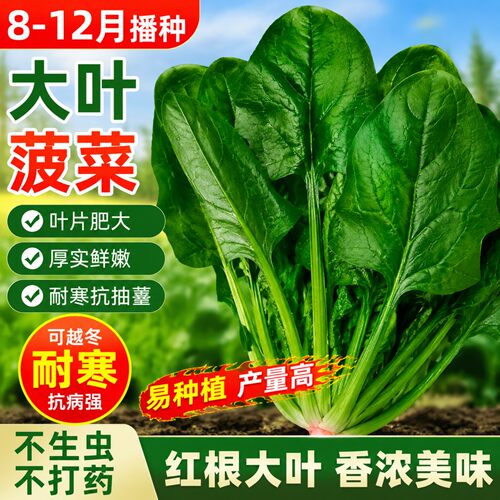 大叶菠菜种子春秋播脆嫩爽口耐热