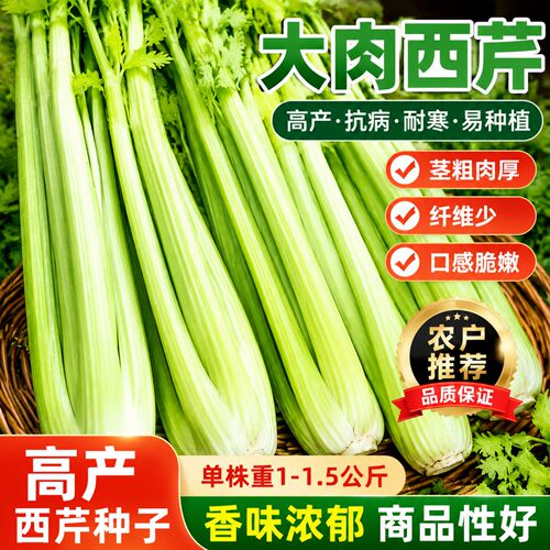 四季大肉西芹种子高产脆爽春秋种