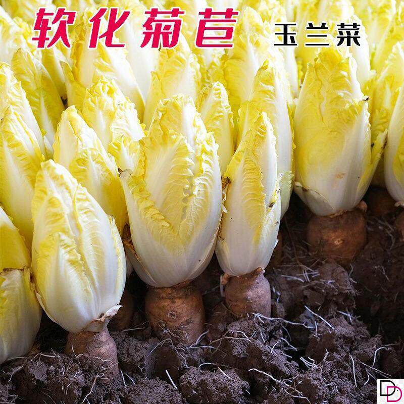 金玉兰菜种子一年冻不死多年生
