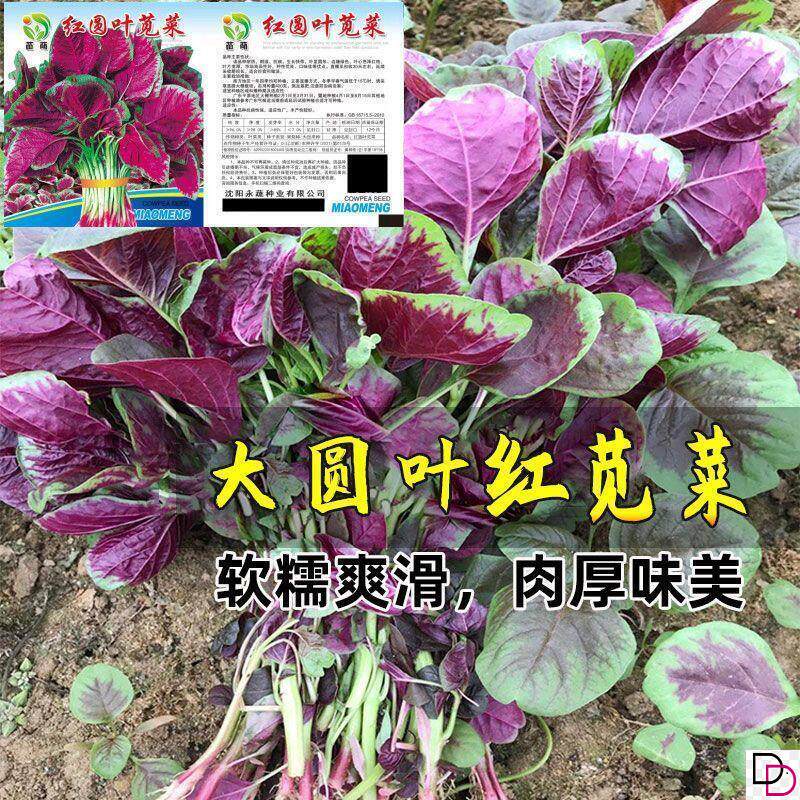 苋菜种子红圆叶红柳叶青柳叶苋菜种籽四季播田园农家汉菜蔬菜种子