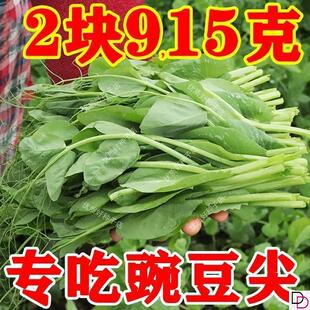 豌豆尖种孑专吃叶摘碗豆尖的碗豆种孑豌豆苗种子秋后种的蔬菜种籽