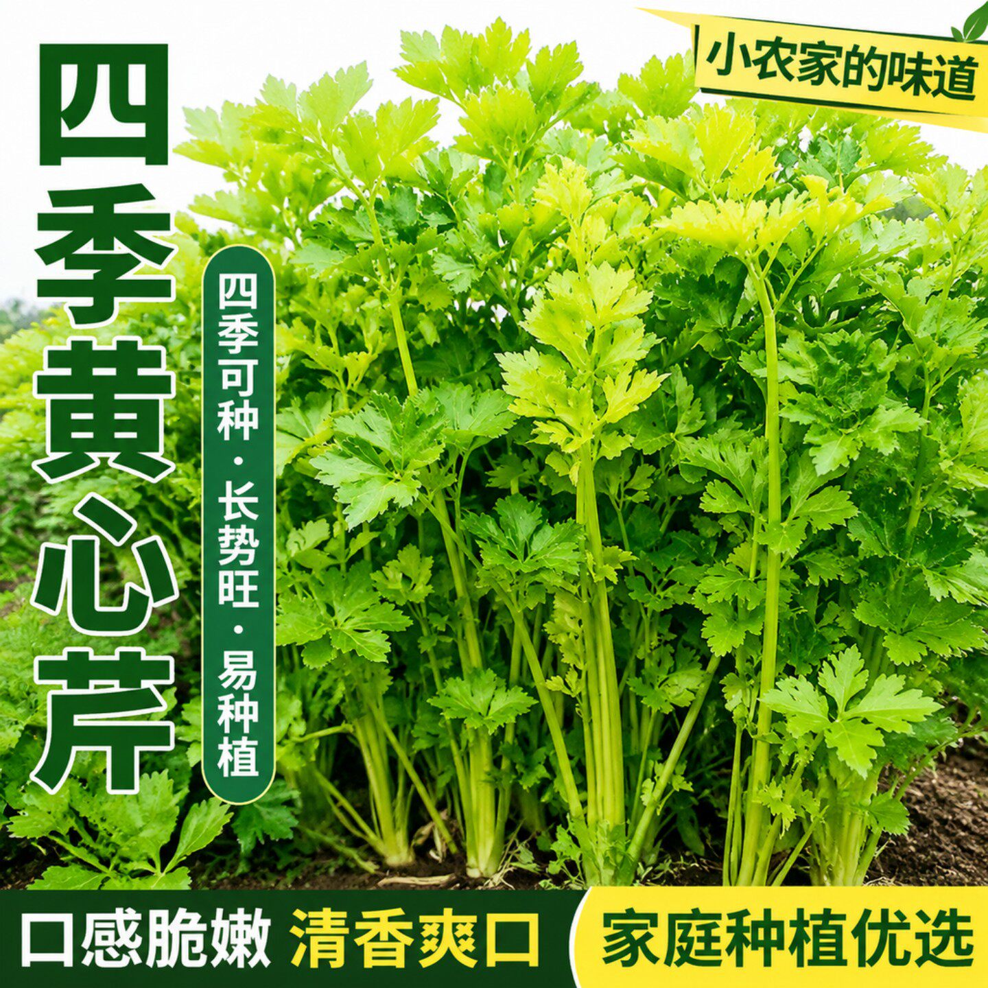 四季黄心芹菜种子耐热耐寒速生