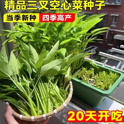 大叶三叉高产空心菜种籽子大田农家庭院四季青菜种子蔬菜种孑籽种
