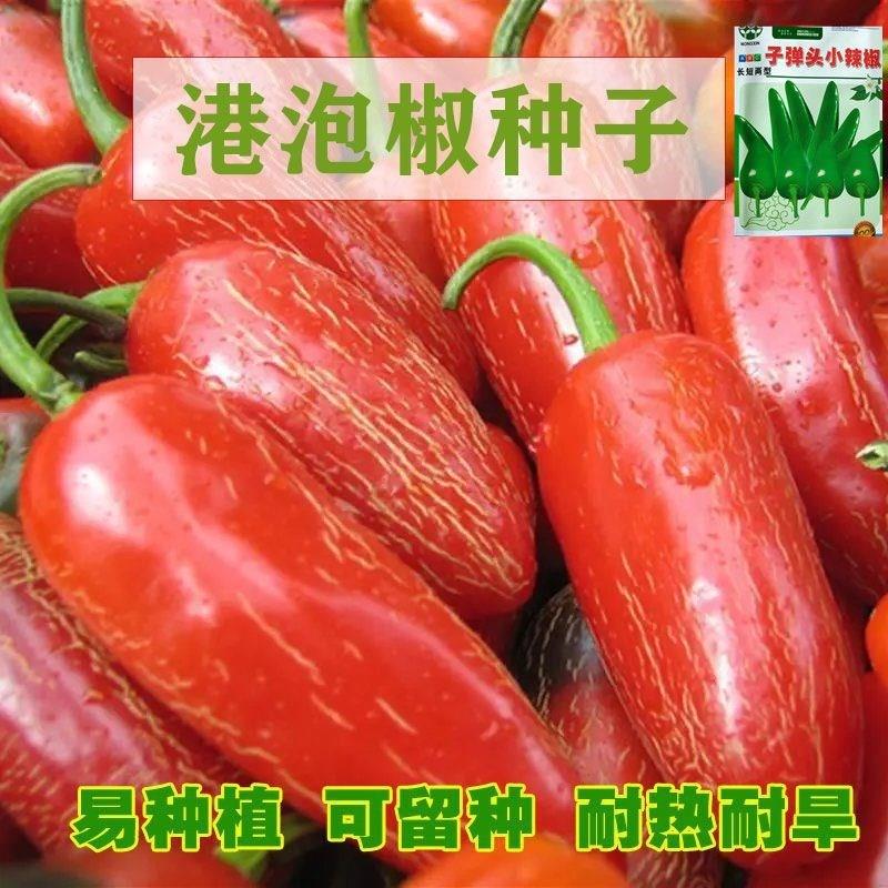 港椒种子子弹椒种子泡椒种籽