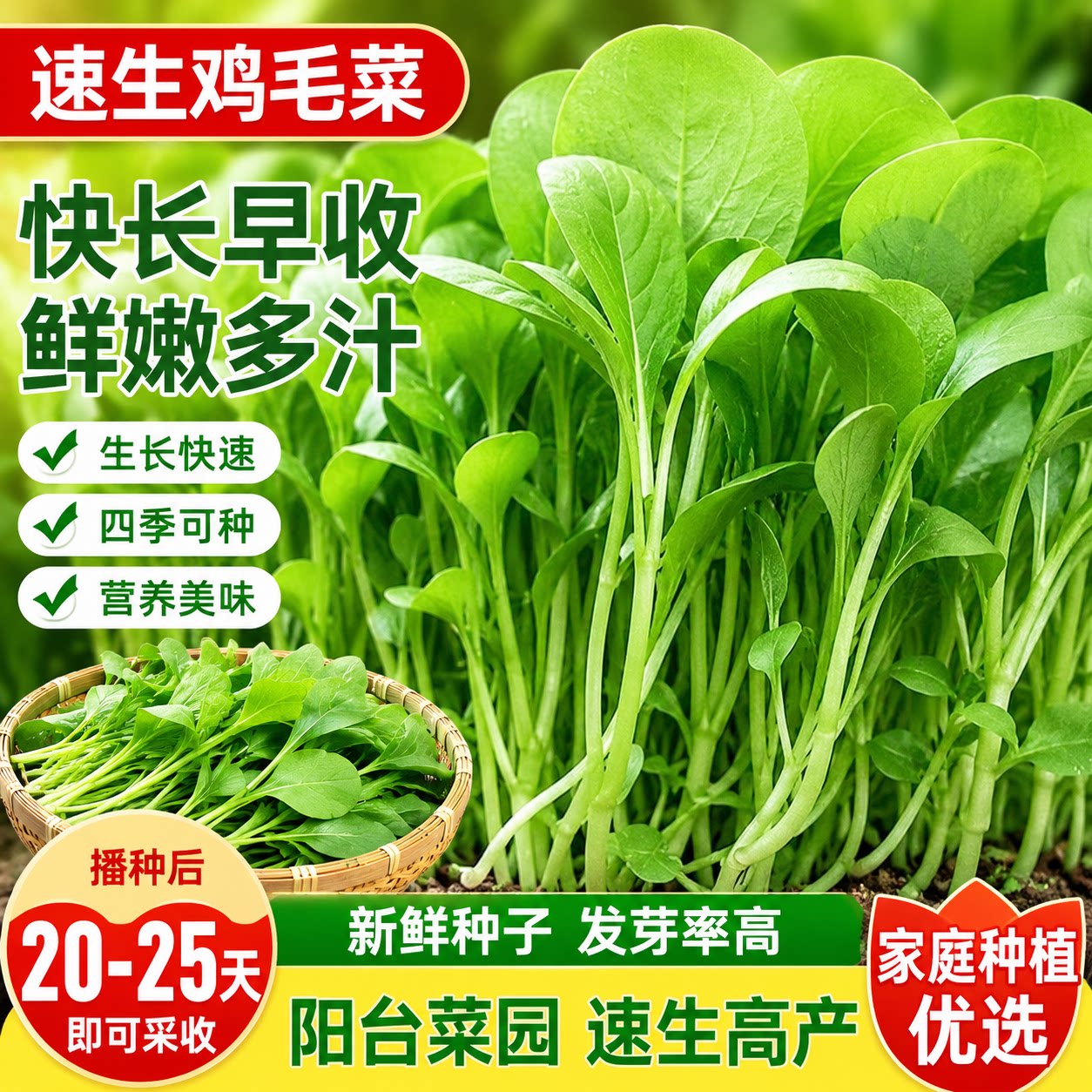 鸡毛菜种子四季大全小白菜青菜油菜种孑上海青速生阳台蔬菜种子籽