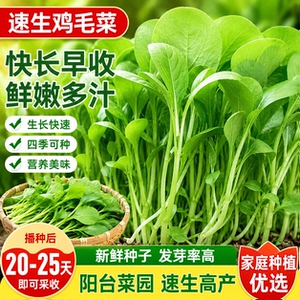 鸡毛菜种子四季大全小白菜青菜油菜种孑上海青速生阳台蔬菜种子籽