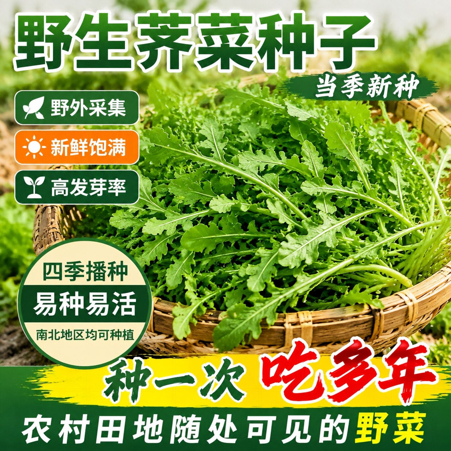 野生荠菜种子四季播阳台盆栽速生