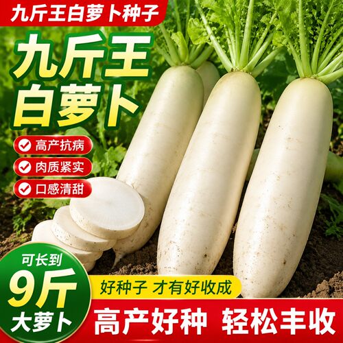 有机生吃脆甜白萝卜种子九斤王
