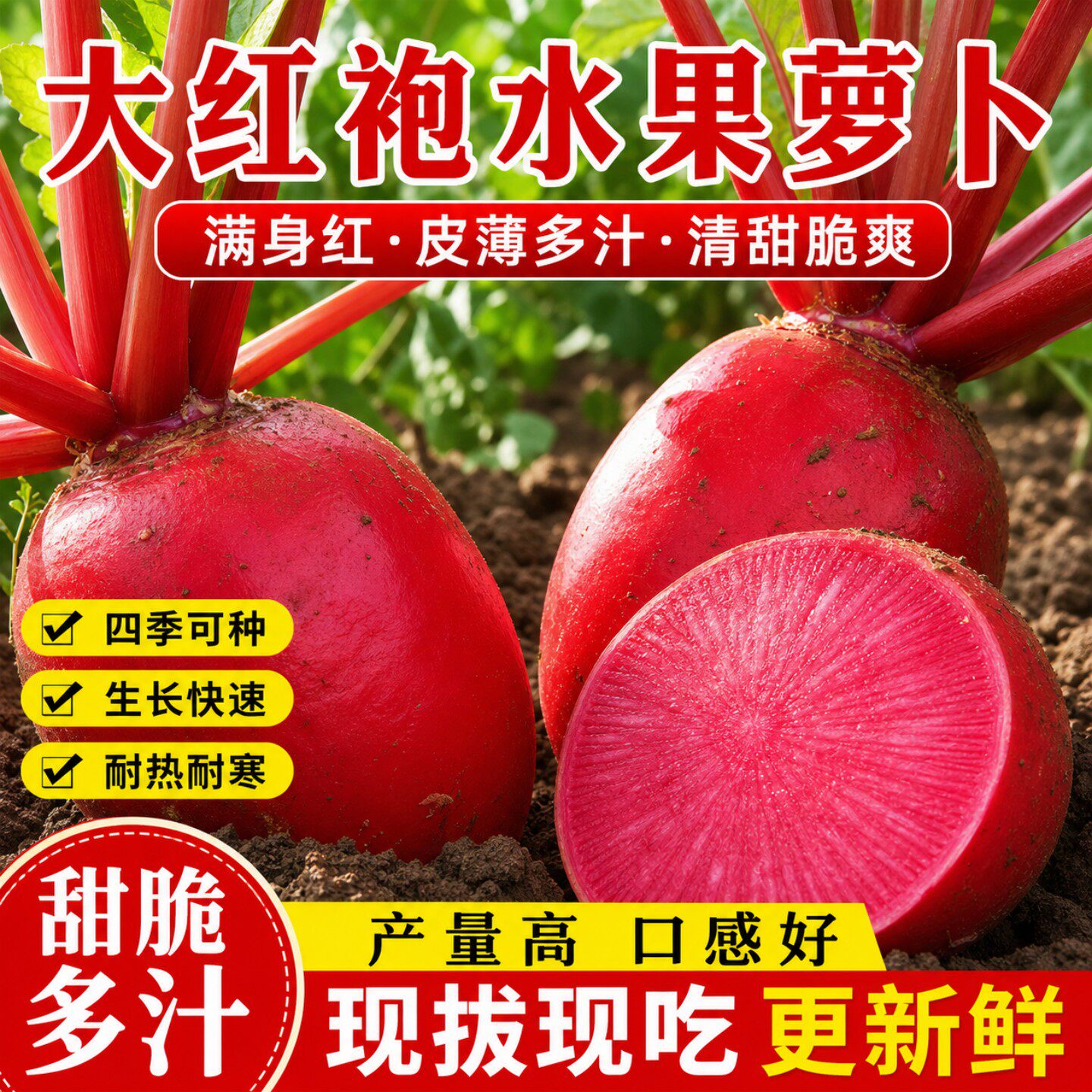 大红袍萝卜种子红皮水果罗卜籽种白心胭脂萝卜红皮白心萝卜种子