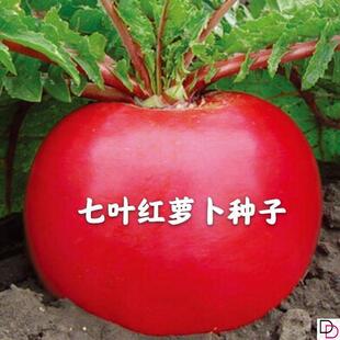 四季七叶大红萝卜种子东北雌性萝卜种籽春秋播红皮白心萝卜种孑
