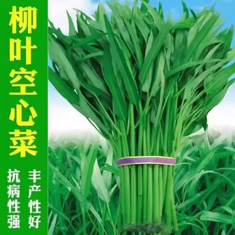 【今年新种】柳叶空心菜种子四季青菜籽夏季耐高温蔬菜种子蕹菜籽